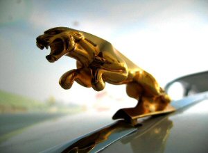 Jaguar-Zimmer